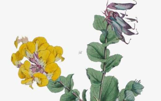 八字五行屬土的生肖有哪些 五行屬土的生肖有哪些 八字五行屬土的生肖有哪些 五行屬土的生肖有哪些