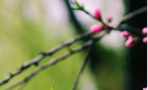 2024年屬狗結婚喜日最佳查詢 2024年屬狗結婚喜日最佳查詢