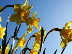 2024年陰歷十二月最佳放生吉日查詢(xún)