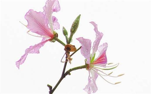 1987年屬兔人本命年戴什么,1987年屬兔本命年戴什么飾品 1987年屬兔人本命年戴什么,1987年屬兔本命年戴什么飾品