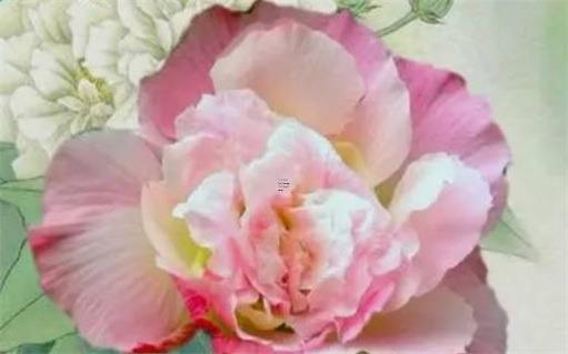 1987年屬兔34歲后享福男 1987年屬兔35歲后享福 1987年屬兔34歲后享福男 1987年屬兔35歲后享福