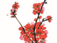 巨蟹獅子座女性格特點(diǎn) 巨蟹獅子座是什么意思