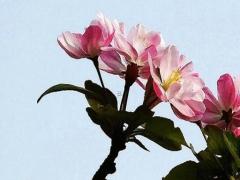 70后屬兔的今年多大歲數(shù) 70后屬兔的今年多大2021