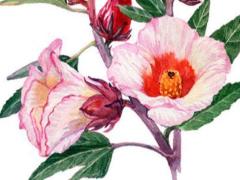 小學生常用字有哪些 小學生常用字表