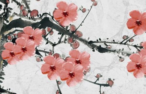 招財樹怎么插枝才能活 怎樣插招財樹成活率高 招財樹怎么插枝才能活 怎樣插招財樹成活率高