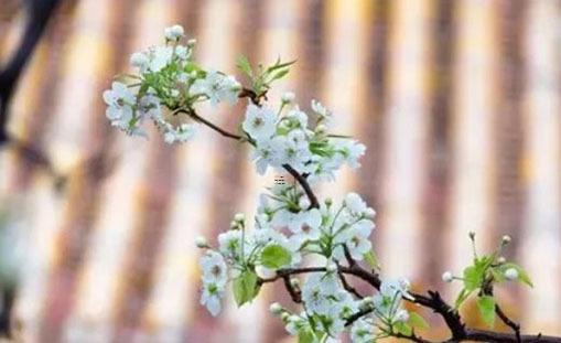 屬鼠的今年運勢和財運 屬鼠的人今年的運勢和財運 屬鼠的今年運勢和財運 屬鼠的人今年的運勢和財運