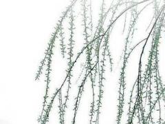 500個(gè)屬木的名字女孩 500個(gè)屬木的名字女孩水生木木生