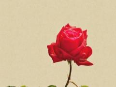 2025年1月適合提車的黃道吉日有哪些 提車時機與黃道吉日的關系