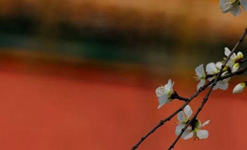 屬兔人本命年適合戴的紅繩子,屬兔的本命年穿什么顏色好 屬兔人本命年適合戴的紅繩子,屬兔的本命年穿什么顏色好