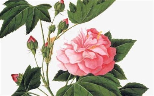 屬兔本命年帶胡蘿卜好嗎,屬兔的本命年可以穿紅色嗎 屬兔本命年帶胡蘿卜好嗎,屬兔的本命年可以穿紅色嗎