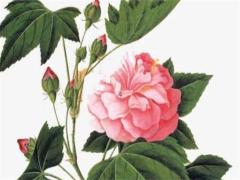 屬兔本命年帶胡蘿卜好嗎,屬兔的本命年可以穿紅色嗎