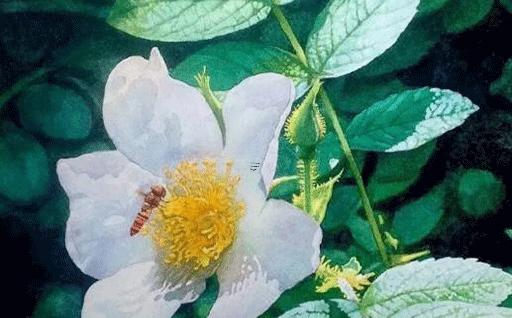 屬牛的人今年的幸運花,屬牛今年買什么花好 屬牛的人今年的幸運花,屬牛今年買什么花好