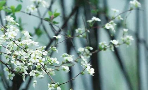 2025年3月訂親黃道吉日什么時間最佳 2025年3月黃道吉日是哪幾天易出現 2025年3月訂親黃道吉日什么時間最佳 2025年3月黃道吉日是哪幾天易出現