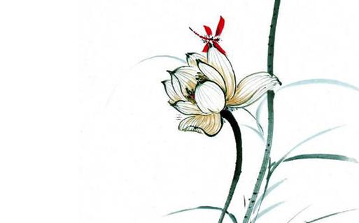 屬虎的人養(yǎng)什么花招財 屬虎人養(yǎng)什么花財運好