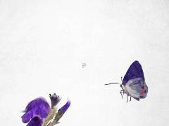 避開(kāi)沖狗2025年3月開(kāi)火日子每日宜忌 2025年3月20日沖馬可以結(jié)婚嗎