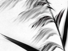 1991年5月1日八字算命 1991年5月1日黃歷查詢