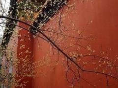 男虎女兔更好多大結婚 男虎女兔屬相結婚的后果