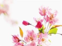 68年屬猴的命運 68年屬猴的命運如何以后