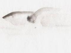 猴年屬雞的運(yùn)勢(shì) 猴年屬雞的運(yùn)勢(shì)及運(yùn)程