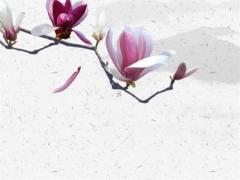 本命年兔送媽媽項鏈可以嗎,屬兔的本命年可以穿紅色嗎