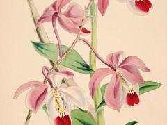 避開(kāi)破羊2025年3月祭祀吉日注意事項(xiàng) 2025年正月祭祀祈福的黃道吉日