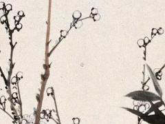 生肖屬雞2025年3月裝大門入伙擇日 生肖雞2025年運程分析