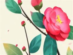 養草龜的正確方法 養草龜真惡心