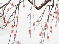 屬鼠的名人有哪些 屬鼠的有那些名人