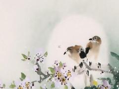 87年屬兔女人的一生命運 屬相兔87年的女命運