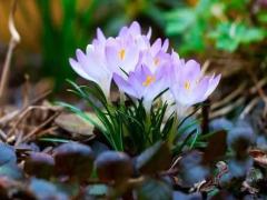 女人夢見小孩拉屎是什么意思