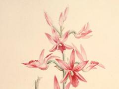 算命的說有魚沒水什么意思 河里有水卻無魚