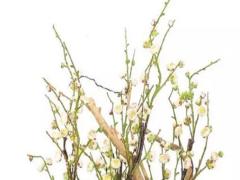 屬龍什么生肖多少歲 屬龍的生肖年齡