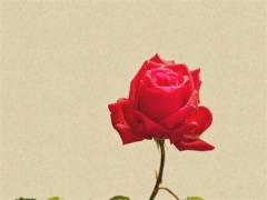 八字年支是什么生肖 八字年干支代表什么