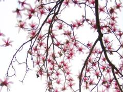 2025年5月合適出行日子查詢哪日最佳