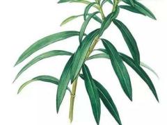 屬虎適合什么生肖吊墜 屬虎的帶什么屬相吊墜