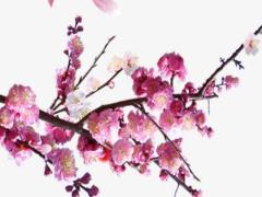 2025年4月最吉利日子推薦 哪天最好結婚