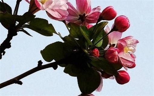 大鬧天空是什么生肖 大鬧天空的動物在十二生肖里是什么動物