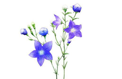 2025年最佳2025年五月吉日推薦 適宜生肖大了解 2025年最佳2025年五月吉日推薦 適宜生肖大了解