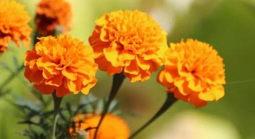 做夢夢到別人結婚 做夢夢到別人結婚