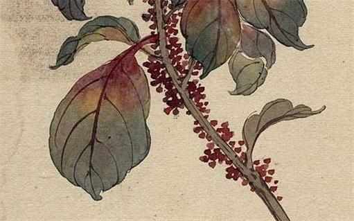 陳錦鴻的生辰八字算命 陳錦鴻有沒有生二胎