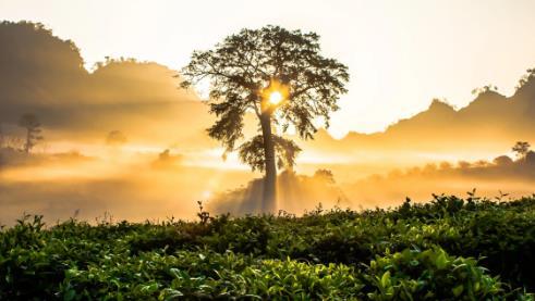 夢見挖耳朵挖出好多耳屎 夢見挖耳朵挖出好多耳屎