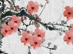 屬狗人桃花運最旺的一年是哪年,屬狗人桃花運年份