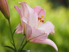 夢到烏龜是什么征兆 女性