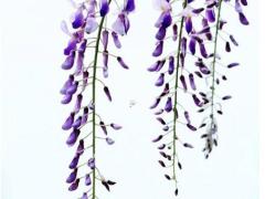 1991年屬羊32歲轉大運1月,91年屬羊哪年轉大運