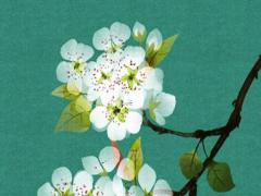 屬兔本命年戴幾顆轉(zhuǎn)運(yùn)珠最好,屬兔本命年注意什么