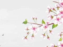 清華大學的學霸八字 清華北大學霸的八字