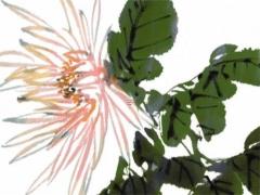 屬兔本命年戴老虎好不好,本命年兔戴什么轉運