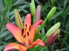 女人夢見東西被偷是什么意思