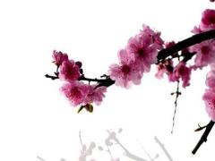 1999年屬兔本命年適合佩戴什么,1999年屬兔的戴什么吊墜最好