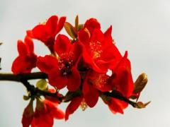 2025年5月結婚吉利的日子有哪些